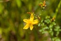 RanunculusÃÂ is aÃÂ large genus of about 500ÃÂ species ofÃÂ flowering plantsÃÂ in the familyÃÂ Ranunculaceae. Royalty Free Stock Photo